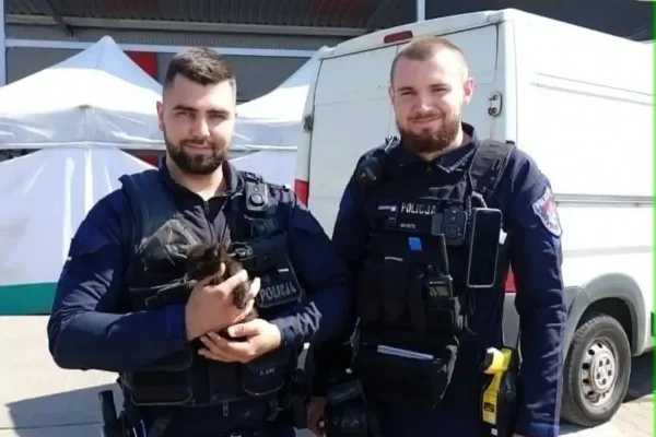 Policjanci z Łodzi uratowali kota spod maski samochodu. Apelują o ostrożność podczas upałów