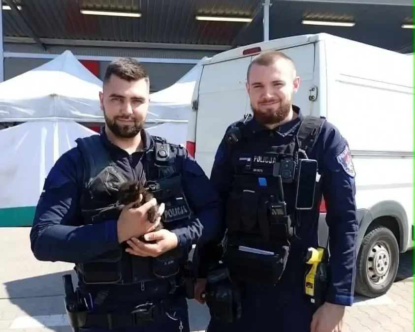 Policjanci z Łodzi uratowali kota spod maski samochodu. Apelują o ostrożność podczas upałów