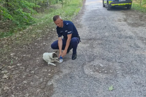 Upały: policjanci uratowali wycieńczonego psa w Idzikowicach