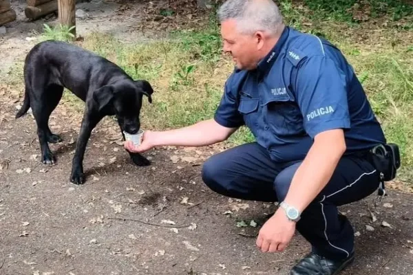 Dzielnicowy uratował psa pozostawionego na leśnym parkingu w Hermanowie
