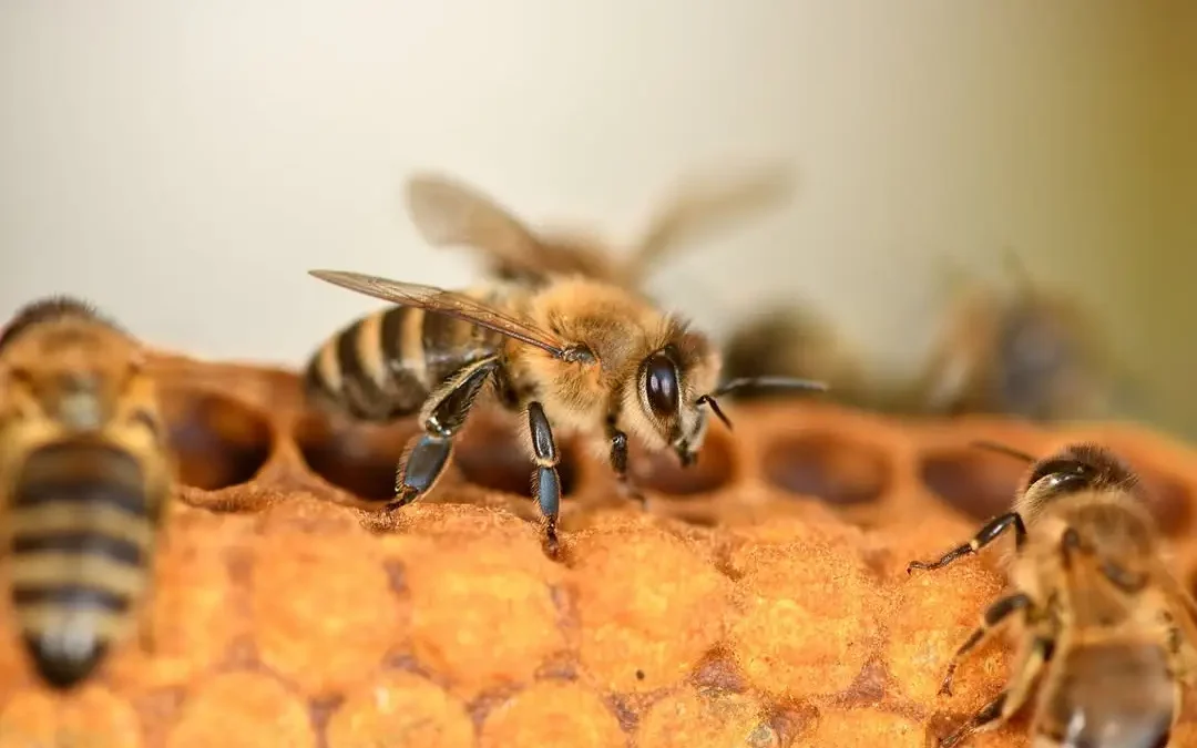 Zgnilec amerykański pszczół – groźna choroba w powiecie. Wojewoda łódzki wydał rozporządzenie