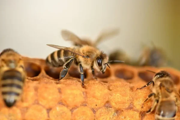 Zgnilec amerykański pszczół – groźna choroba w powiecie. Wojewoda łódzki wydał rozporządzenie