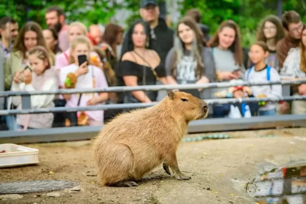 Kapibary świętują w Łodzi – II Zlot Fanów Kapibary przyciągnął tłumy