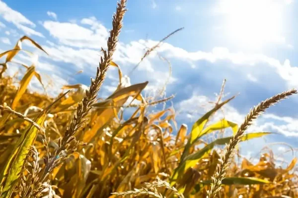 Upał w Brojcach: ostrzeżenie przed wysokimi temperaturami i zalecenia dla mieszkańców