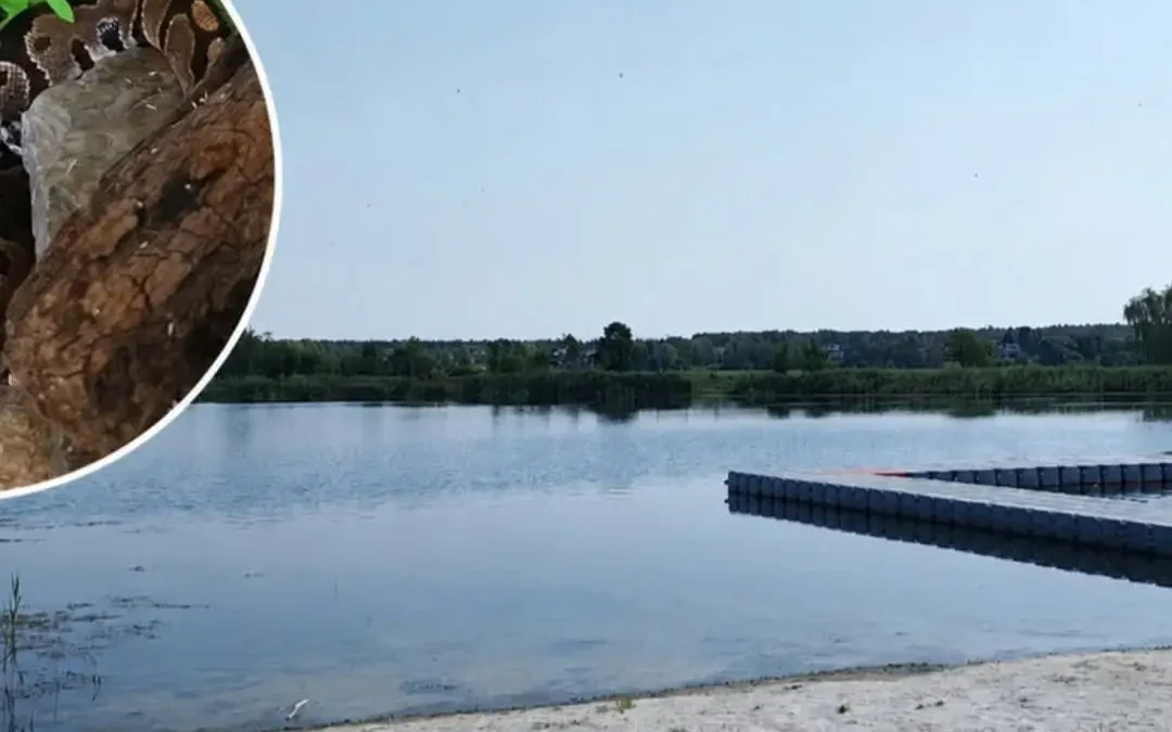 Kobieta pływała z pytonami na kąpielisku w Piotrkowie Trybunalskim