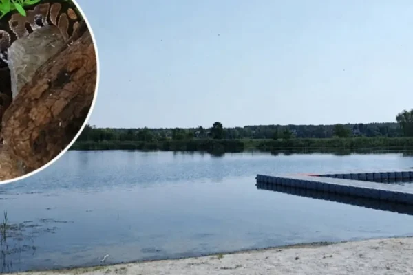 Kobieta pływała z pytonami na kąpielisku w Piotrkowie Trybunalskim