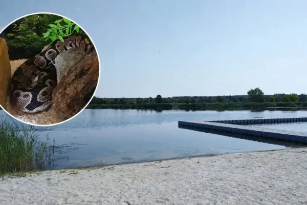 Kąpiel z pytonami na szyi – nietypowa interwencja policji w Piotrkowie Trybunalskim