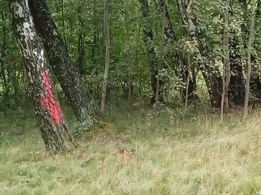 Tajemnicze oznaczenia na Uroczysku Lublinek. Straż Ochrony Przyrody alarmuje