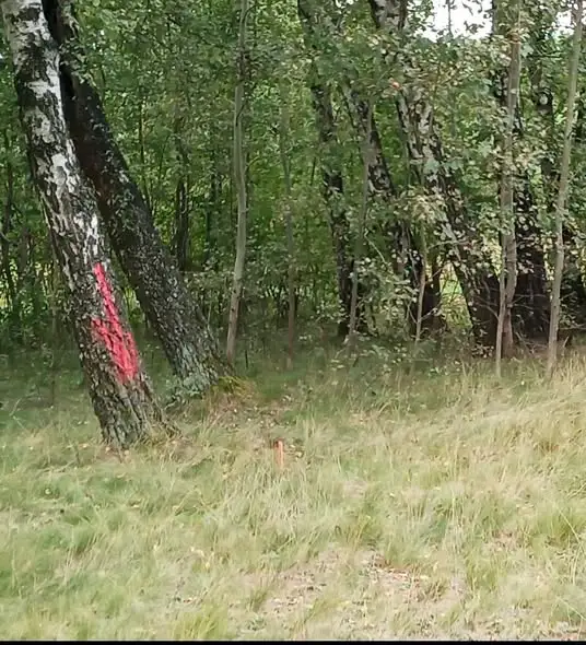Tajemnicze oznaczenia na Uroczysku Lublinek. Straż Ochrony Przyrody alarmuje