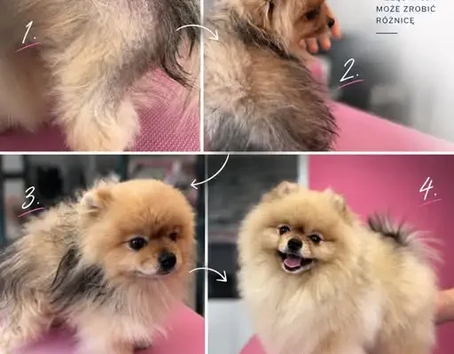 Alopecja u pomeranianów — jak groomer radzi sobie z przerzedzoną sierścią?