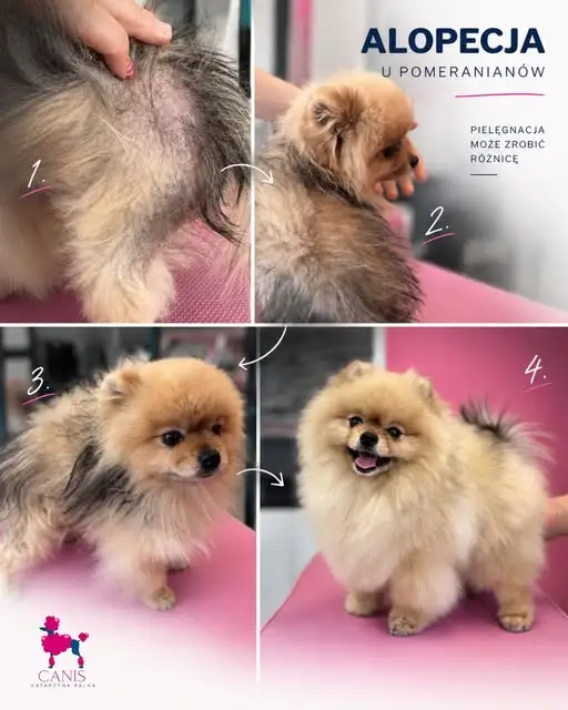 Alopecja u pomeranianów — jak groomer radzi sobie z przerzedzoną sierścią?